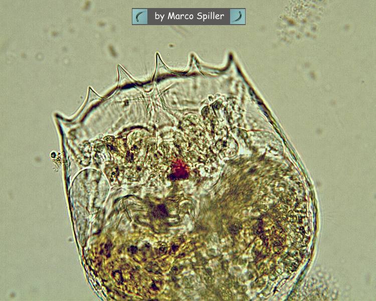 Brachionus da vicino: prima parte